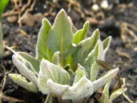 DSCN7336.webp