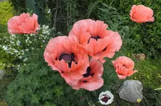 2014_0614Frühling0013.webp