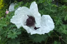 2013_0706Sommer0011.webp