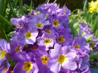 P1300245.webp