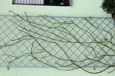 DSCF2618.webp