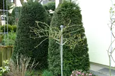 DSCF2621.webp