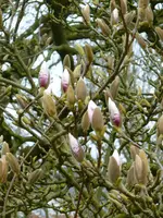 Magnolie.webp
