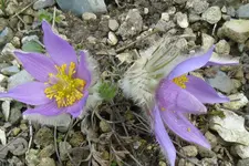 große Kuhschelle.webp
