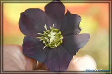 comp_DSC02937.webp