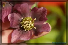 comp_DSC02941.webp