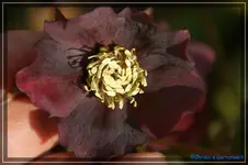 comp_DSC02942.webp