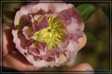 comp_DSC02948.webp