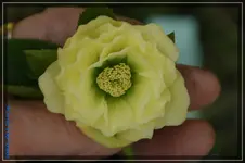 comp_DSC02954.webp
