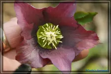 comp_DSC02962.webp