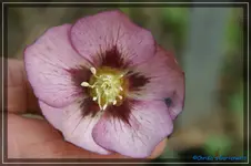 comp_DSC02972.webp