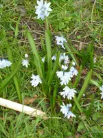 Blaustern.webp