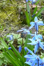 Blausternchen.webp
