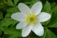 Buschwindröschen Blüte.webp