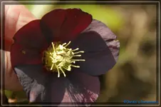 comp_DSC02976.webp