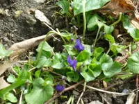 Duftveilchen.webp