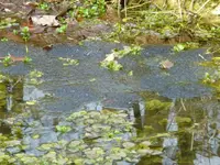 Froschlaich.webp