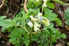 gelber Lerchensporn.webp