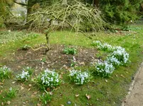 großköpfiger Blaustern.webp