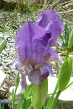 Iris Veilchenbachii.webp