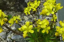 Kaparten-Felsenblümchen.webp