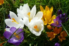 Krokusse.webp
