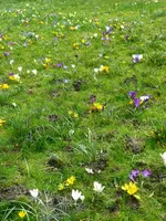 Krokuswiese.webp