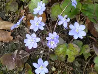 Leberblümchen blau.webp