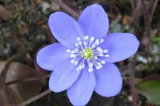 Leberblümchenblüte.webp