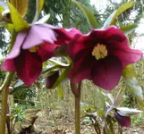 Orientalische Nieswurz `Red Lady´.webp