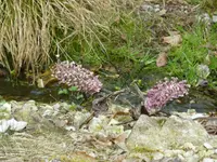 Pestwurz.webp
