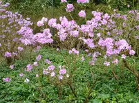 Rhododendron.webp