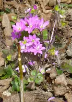rosa Leberblümchen.webp