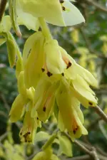 Scheinhaselblüte.webp