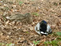 schlafende Enten.webp