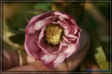 comp_DSC02990.webp