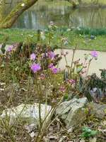 stachelspitzige Azalee.webp