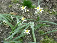 Tulpe.webp