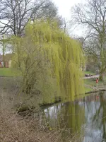 Weide.webp