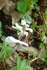 weißer Lerchensporn.webp