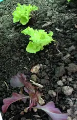 Salat2.webp