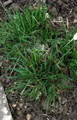 Schnittlauch.webp