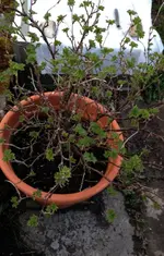 Stachelbeere.webp