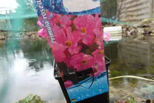 SAM_0453.webp