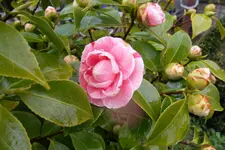 SAM_0459.webp