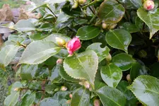 SAM_0460.webp