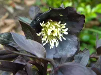 DSCN7368.webp