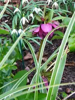 DSCN7370.webp