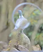 steinadler.webp