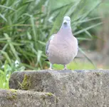 steinadler1.webp